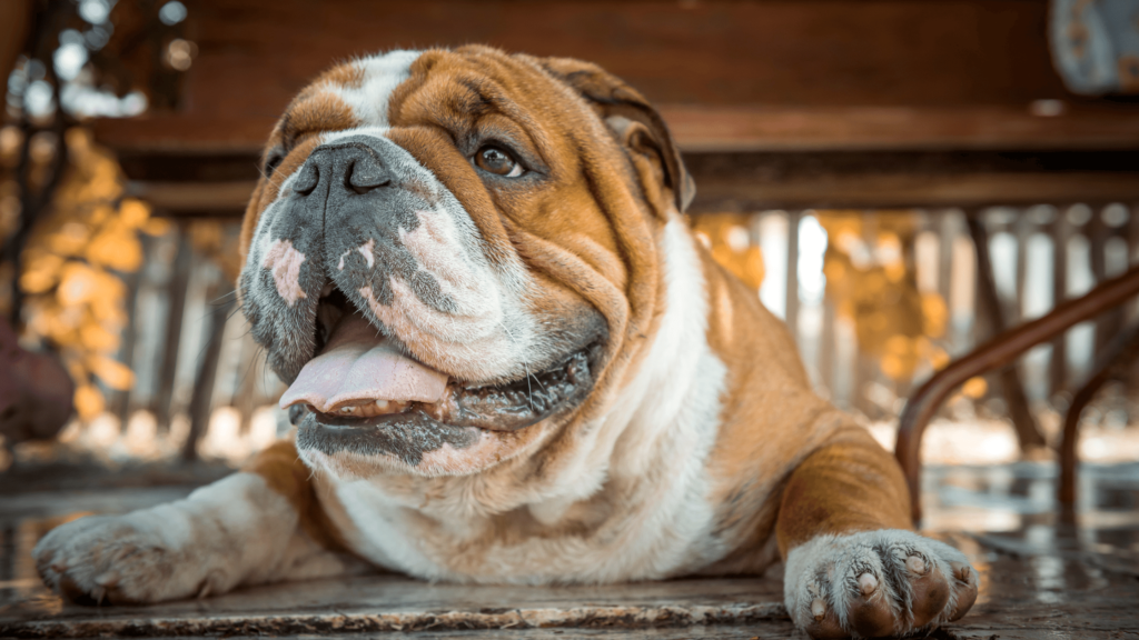 english bulldog protecting his family